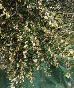 Έξτρα παρθένο ελαιόλαδο ποικιλία Κορωνέικη - ΤΣΩNΗΣ ΑΓΓΕΛΟΣ Έξτρα παρθένο ελαιόλαδο ποικιλία Κορωνέικη - ΤΣΩNΗΣ ΑΓΓΕΛΟΣ