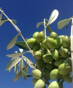 Υψηλά Φαινολικό Βιολογικό Ελαιόλαδο Κτήματος Μελισσινού