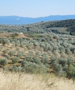 Υψηλά Φαινολικό Βιολογικό Ελαιόλαδο Κτήματος Μελισσινού
